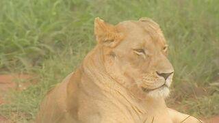 Порк Крюгера (С переводом)